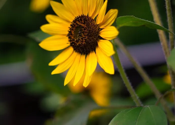 Sonnenwinkel Brodenbach